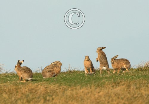    Brown Hares DM2038